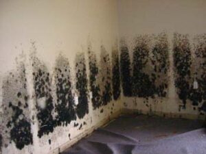 Sarasota Black Mold Removal - TampaBayMold.net