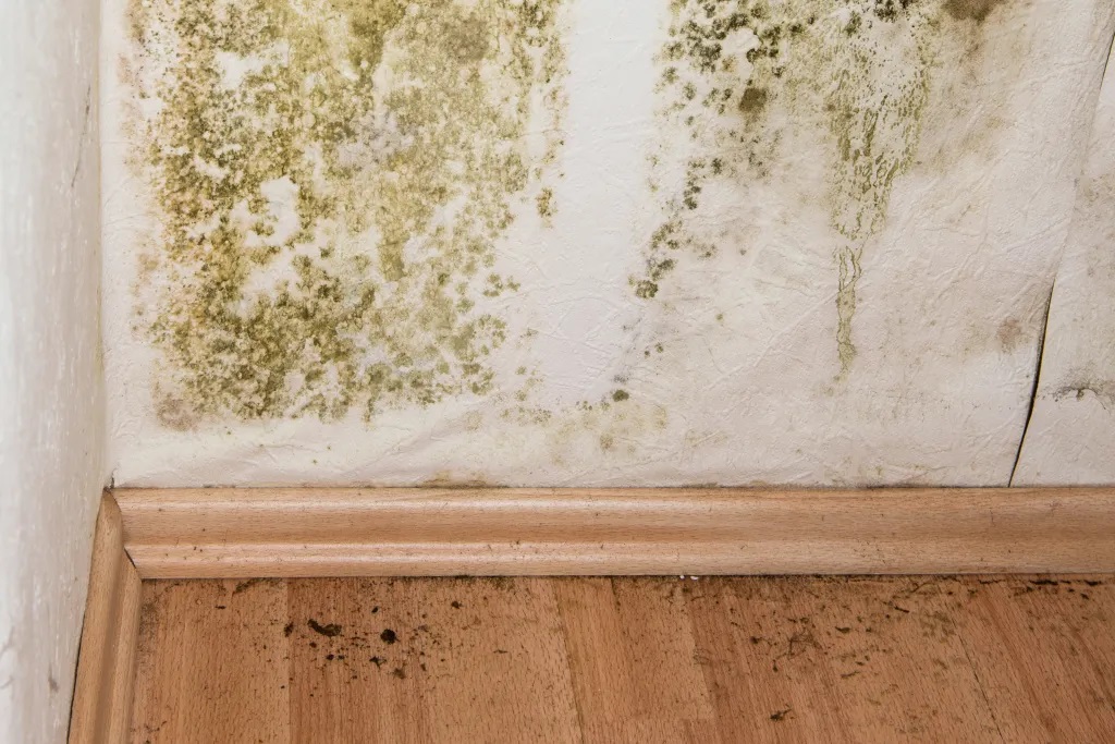 Sarasota Mold Growth