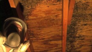 Crawl Space Mold Remediation And Removal Sarasota - TampaBayMold.net